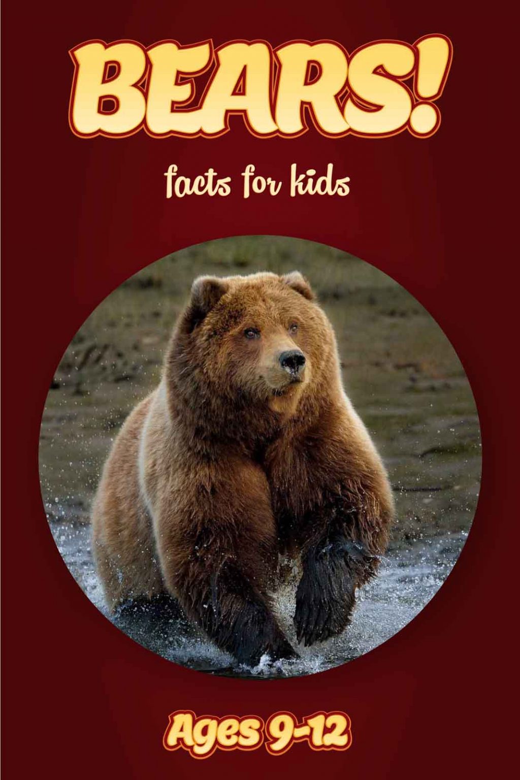 bear-facts-kids-non-fiction-book-ages-9-12-clouducated