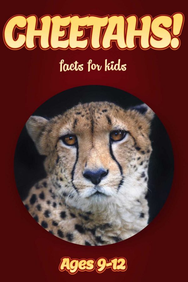 Cheetah Facts for Kids - Nonfiction Ages 9-12