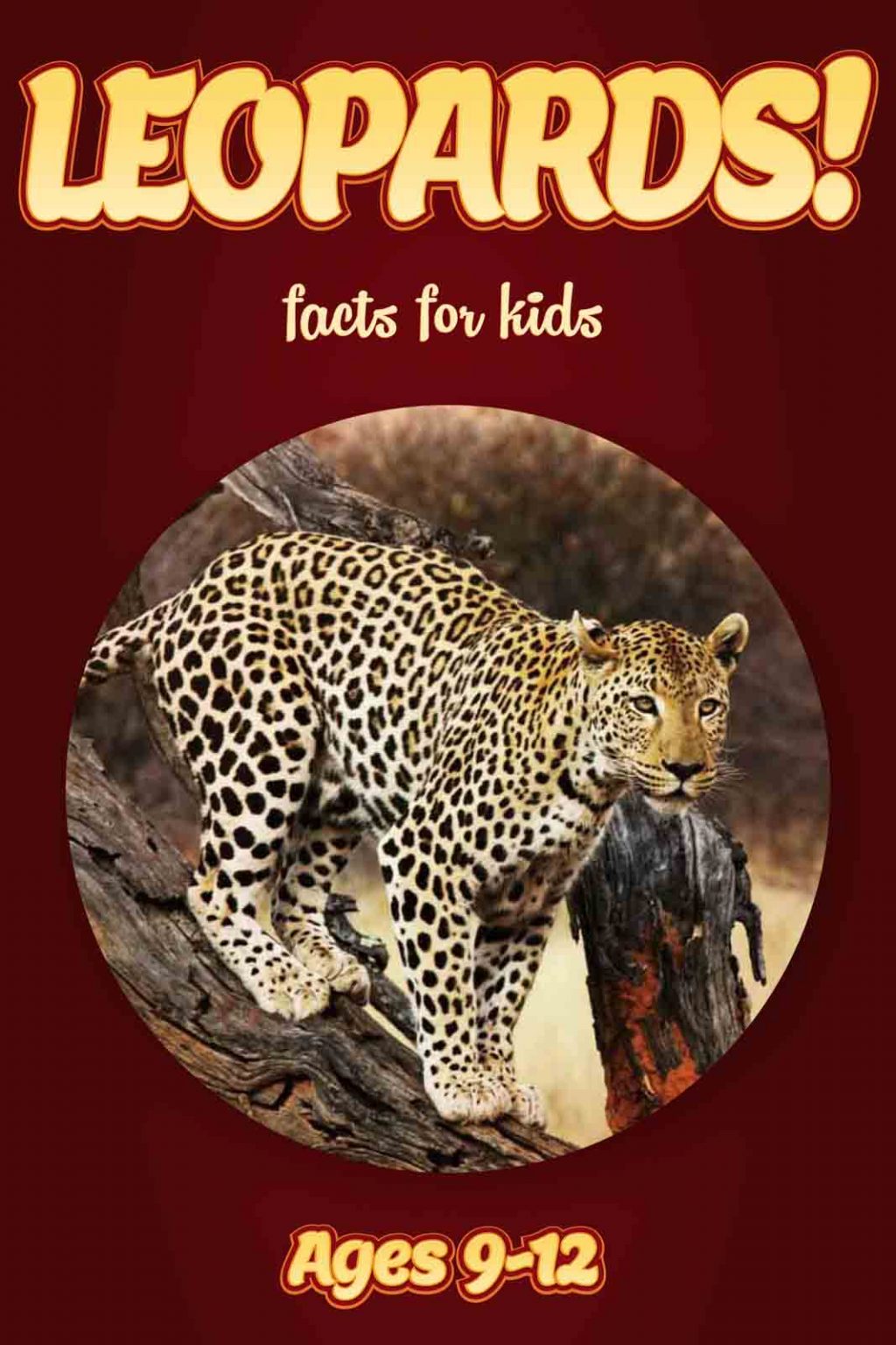 Leopard Facts – Kids Non Fiction Book (Ages 9-12) – clouducated