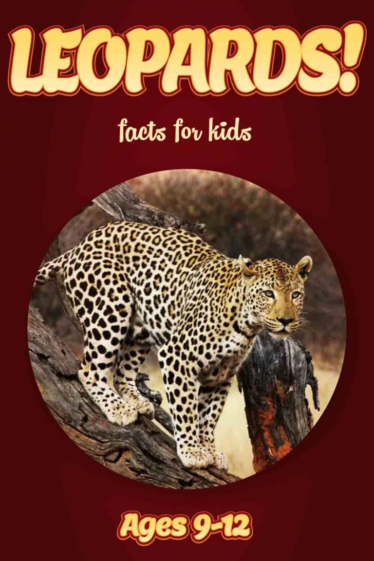 Leopard Facts – Kids Non Fiction Book (Ages 9-12) – clouducated