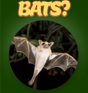 Bat Facts For Kids Ages 3-5 “Do You Know Bats?” Non Fiction Picture Book