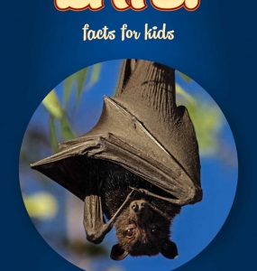 Bat Facts Kids – Non Fiction Book Ages (6-8)