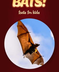 Bat Facts – Kids Non Fiction Book (Ages 9-12)