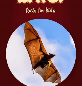 Bat Facts – Kids Non Fiction Book (Ages 9-12)