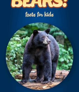 Bear Facts – Kids Non Fiction Book (Ages 6-8)