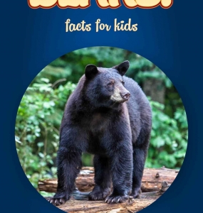 Bear Facts – Kids Non Fiction Book (Ages 6-8)