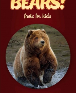 Bear Facts – Kids Non Fiction Book (Ages 9-12)