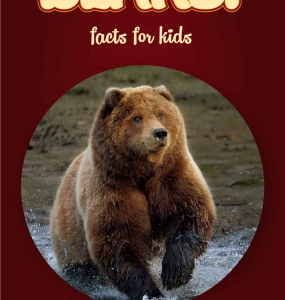 Bear Facts – Kids Non Fiction Book (Ages 9-12)