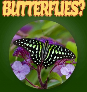 Butterfly Facts For Kids Ages 3-5 “Do You Know Butterflies?” Picture Book