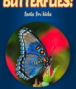 Butterfly Facts – Kids Non Fiction (Ages 6-8)