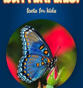 Butterfly Facts – Kids Non Fiction (Ages 6-8)