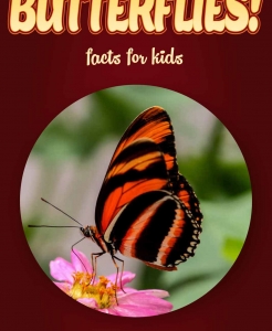 Butterfly Facts – Kids Non Fiction (Ages 9-12)