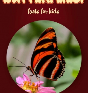 Butterfly Facts – Kids Non Fiction (Ages 9-12)