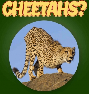 Cheetah Facts For Kids Ages 3-5 “Do You Know Cheetahs?” Non Fiction Picture Book