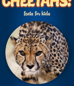Cheetah Facts – Kids Non Fiction Book (Ages 6-8)