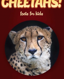 Cheetah Facts – Kids Non Fiction Book (Ages 9-12)