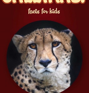 Cheetah Facts – Kids Non Fiction Book (Ages 9-12)