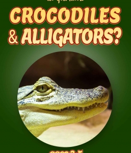 Crocodile Facts For Kids Ages 3-5 “Do You Know Crocodiles?” Non Fiction Picture Book