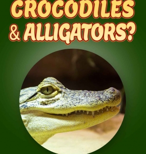 Crocodile Facts For Kids Ages 3-5 “Do You Know Crocodiles?” Non Fiction Picture Book