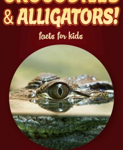 Crocodile Facts – Kids Non Fiction Book (Ages 9-12)