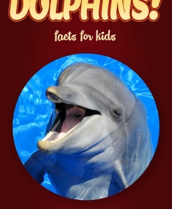 Dolphin Facts – Kids Non Fiction Book (Ages 9-12)