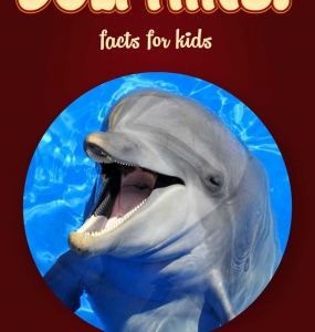 Dolphin Facts – Kids Non Fiction Book (Ages 9-12)