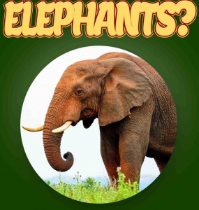 Elephant Facts For Kids Ages 3-5 “Do You Know Elephants?” Non Fiction Picture Book