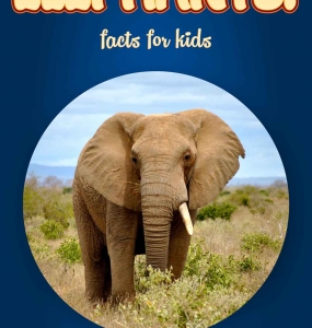 Elephant Facts – Kids Non Fiction Book (Ages 6-8)