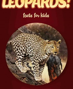 Leopard Facts – Kids Non Fiction Book (Ages 9-12)