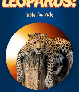 Leopard Facts – Kids Non Fiction (Ages 6-8)