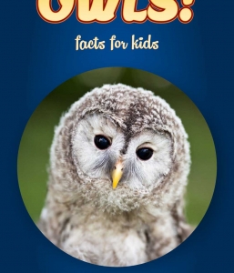 Owl Facts – Kids Non Fiction Book (Ages 6-8)