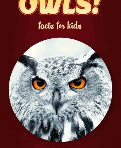 Owl Facts – Kids Non Fiction Book (Ages 9-12)