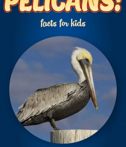 Pelican Facts – Kids Non Fiction Book (Ages 6-8)