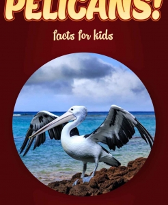 Pelican Facts – Kids Non Fiction Book (Ages 9-12)