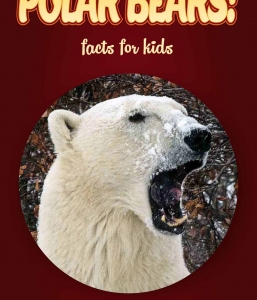 https://clouducated.com/wp-content/uploads/bfi_thumb/Polar-Bear-Facts-Kids-Non-Fiction-Book-Age-9-123-orux3fhp6ndoobxh53c1u950bg9e45js1l82q20q2g.jpg