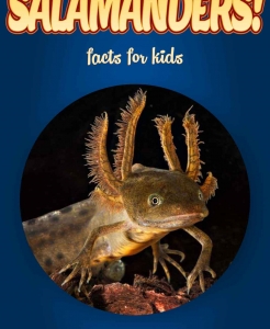 Salamander Facts – Kids Non Fiction Book (Ages 6-8)