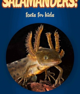Salamander Facts – Kids Non Fiction Book (Ages 6-8)