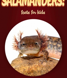 Salamander Facts – Kids Non Fiction Book (Ages 9-12)