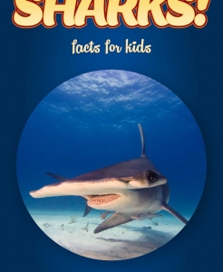 Shark Facts – Kids Non Fiction Book (Ages 6-8)