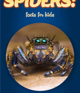 Spider Facts – Kids Non Fiction (Ages 6-8)