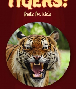 Tiger Facts – Kids Non Fiction Book (Ages 9-12)